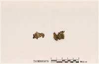 藏品(島衣屬)的圖片